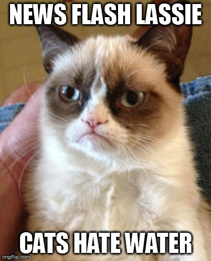Grumpy Cat Meme | NEWS FLASH LASSIE CATS HATE WATER | image tagged in memes,grumpy cat | made w/ Imgflip meme maker