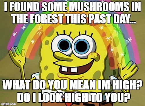 Spongebob? You don't look so good... | I FOUND SOME MUSHROOMS IN THE FOREST THIS PAST DAY... WHAT DO YOU MEAN IM HIGH? DO I LOOK HIGH TO YOU? | image tagged in memes,imagination spongebob,magic mushrooms | made w/ Imgflip meme maker