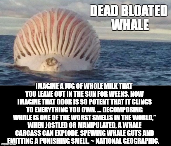Bloated Whale | DEAD BLOATED WHALE; IMAGINE A JUG OF WHOLE MILK THAT YOU LEAVE OUT IN THE SUN FOR WEEKS. NOW IMAGINE THAT ODOR IS SO POTENT THAT IT CLINGS TO EVERYTHING YOU OWN. … DECOMPOSING WHALE IS ONE OF THE WORST SMELLS IN THE WORLD,” WHEN JOSTLED OR MANIPULATED, A WHALE CARCASS CAN EXPLODE, SPEWING WHALE GUTS AND EMITTING A PUNISHING SMELL.
~ NATIONAL GEOGRAPHIC. | image tagged in dead whale,stinky,ocean | made w/ Imgflip meme maker
