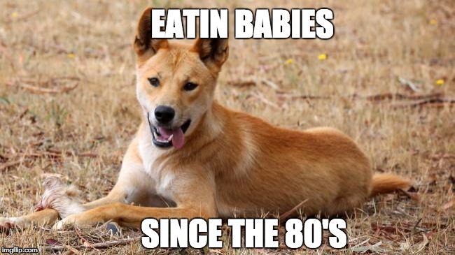 Maybe the dingo ate your baby... | EATIN BABIES; SINCE THE 80'S | image tagged in dingo,80's | made w/ Imgflip meme maker