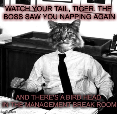 WATCH YOUR TAIL, TIGER. THE BOSS SAW YOU NAPPING AGAIN; AND THERE'S A BIRD HEAD IN THE MANAGEMENT BREAK ROOM | image tagged in management | made w/ Imgflip meme maker