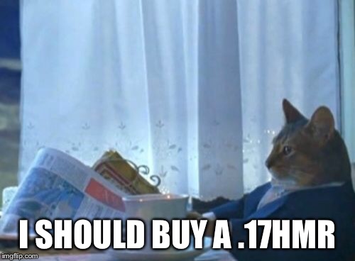 I Should Buy A Boat Cat Meme | I SHOULD BUY A .17HMR | image tagged in memes,i should buy a boat cat | made w/ Imgflip meme maker