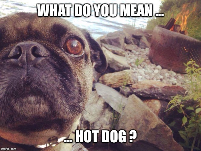 WHAT DO YOU MEAN ... ... HOT DOG ? | image tagged in hot dog | made w/ Imgflip meme maker