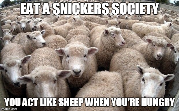 sheeple | EAT A SNICKERS SOCIETY; YOU ACT LIKE SHEEP WHEN YOU'RE HUNGRY | image tagged in sheeple | made w/ Imgflip meme maker