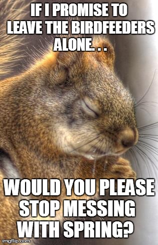 image tagged in funny,animals,squirrels | made w/ Imgflip meme maker
