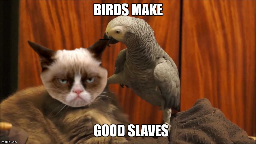 BIRDS MAKE GOOD SLAVES | made w/ Imgflip meme maker