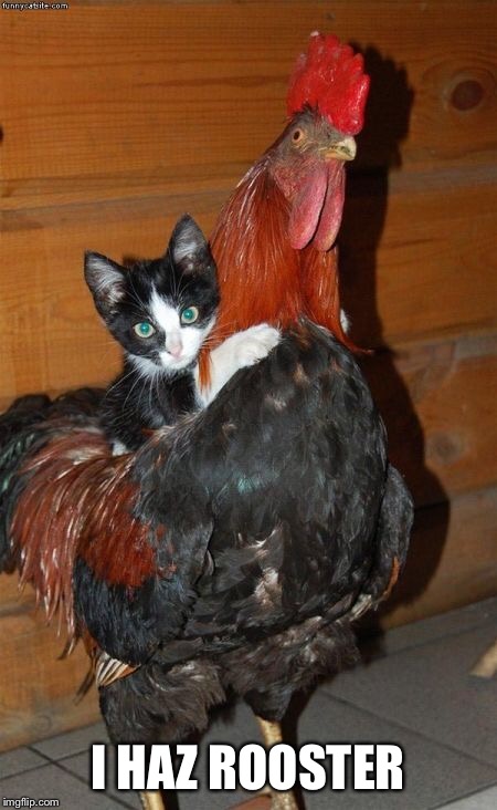 I HAZ ROOSTER | made w/ Imgflip meme maker