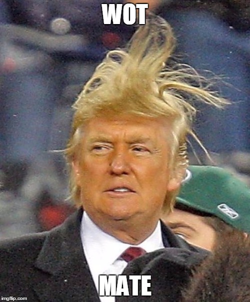 Donald Trumph hair | WOT; MATE | image tagged in donald trumph hair | made w/ Imgflip meme maker