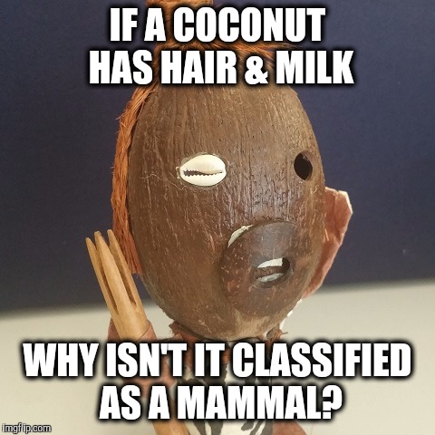 Coconut Mammals | IF A COCONUT HAS HAIR & MILK; WHY ISN'T IT CLASSIFIED AS A MAMMAL? | image tagged in coconut,biology,milk,hair | made w/ Imgflip meme maker