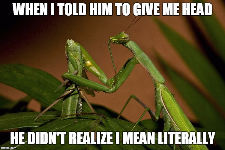 Mantis Cannibal | WHEN I TOLD HIM TO GIVE ME HEAD; HE DIDN'T REALIZE I MEAN LITERALLY | image tagged in mantis cannibal | made w/ Imgflip meme maker