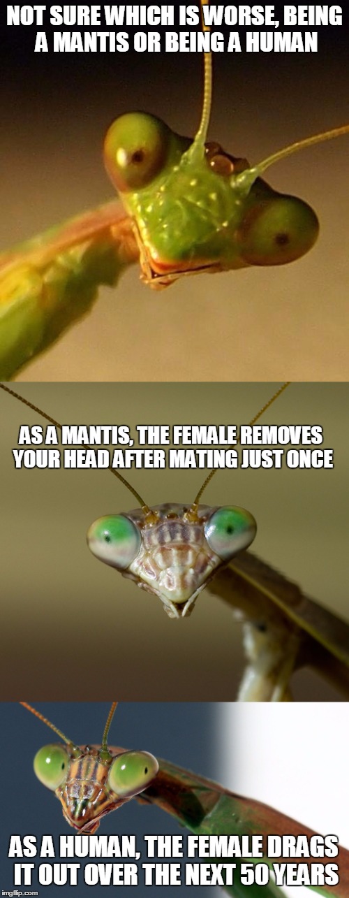 Bad Pun Mantis | NOT SURE WHICH IS WORSE, BEING A MANTIS OR BEING A HUMAN; AS A MANTIS, THE FEMALE REMOVES YOUR HEAD AFTER MATING JUST ONCE; AS A HUMAN, THE FEMALE DRAGS IT OUT OVER THE NEXT 50 YEARS | image tagged in memes,praying mantis,bad pun | made w/ Imgflip meme maker