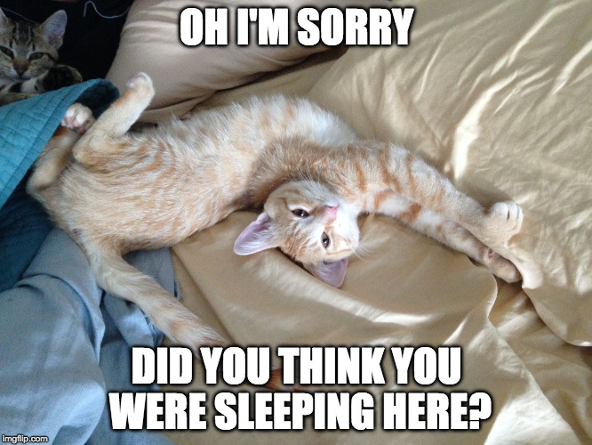 Crazy Cat | OH I'M SORRY; DID YOU THINK YOU WERE SLEEPING HERE? | image tagged in crazy cat | made w/ Imgflip meme maker