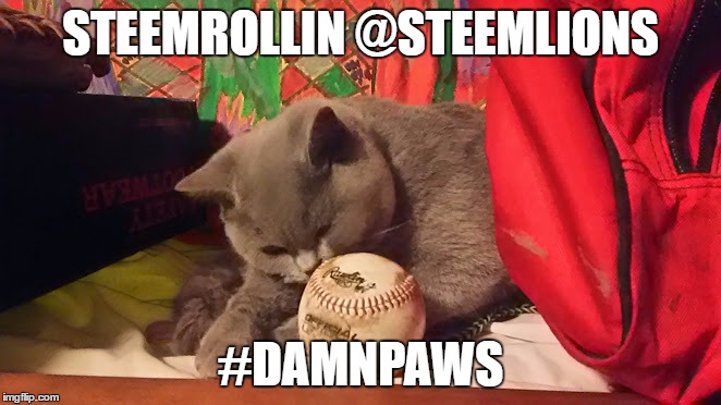 STEEMROLLIN @STEEMLIONS; #DAMNPAWS | image tagged in polo | made w/ Imgflip meme maker