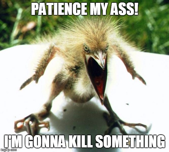 Angry bird | PATIENCE MY ASS! I'M GONNA KILL SOMETHING | image tagged in angry bird | made w/ Imgflip meme maker