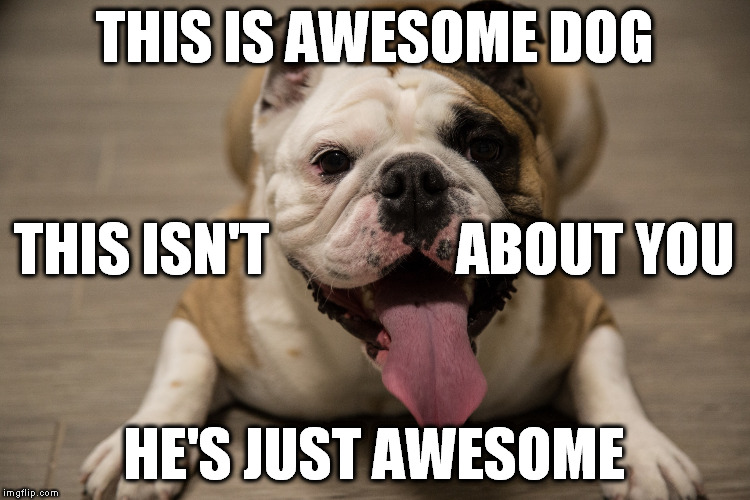 Awesome Dog | THIS IS AWESOME DOG; THIS ISN'T                 ABOUT YOU; HE'S JUST AWESOME | image tagged in awesome dog,awesome,dog,not about you,isnt' about you,about you | made w/ Imgflip meme maker