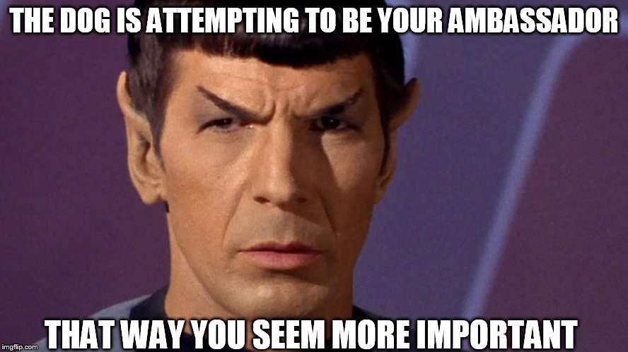 THE DOG IS ATTEMPTING TO BE YOUR AMBASSADOR THAT WAY YOU SEEM MORE IMPORTANT | image tagged in spock | made w/ Imgflip meme maker