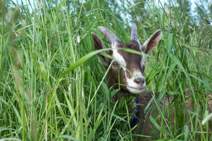 Goat in tall grass Blank Meme Template