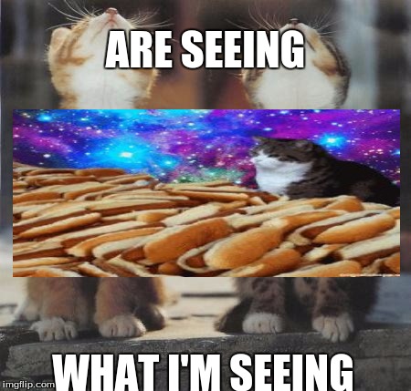 cats looking up | ARE SEEING; WHAT I'M SEEING | image tagged in cats looking up | made w/ Imgflip meme maker