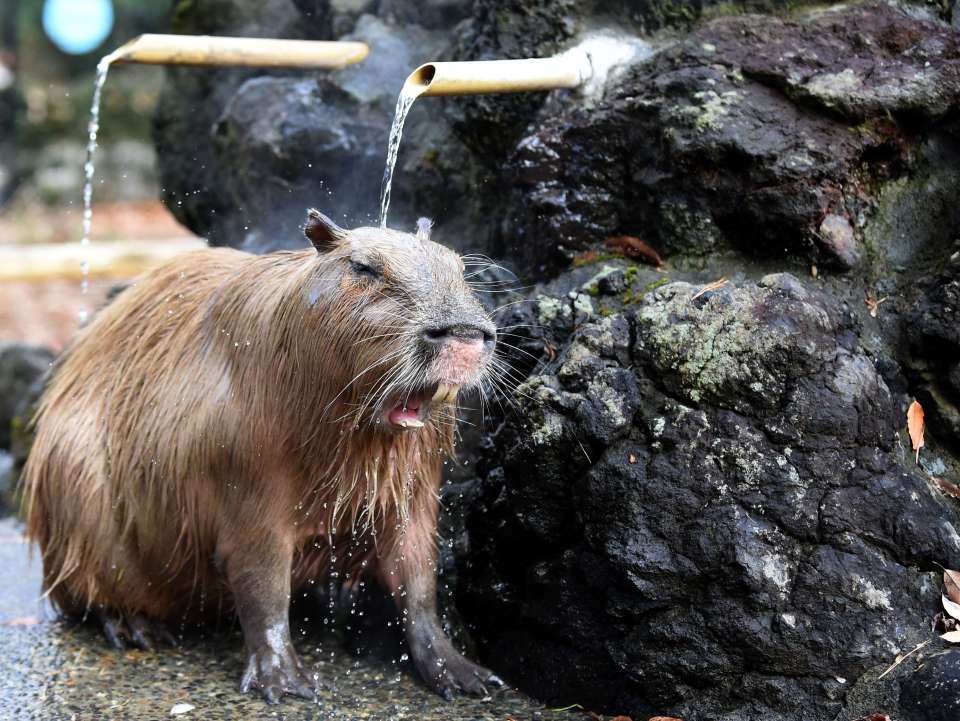 Capybara showering Blank Meme Template