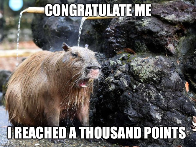 This is one of my first original templates, and I just reached a thousand points.  Party at page 11! | CONGRATULATE ME; I REACHED A THOUSAND POINTS | image tagged in capybara showering,dank,congratulations,party,page 9 | made w/ Imgflip meme maker
