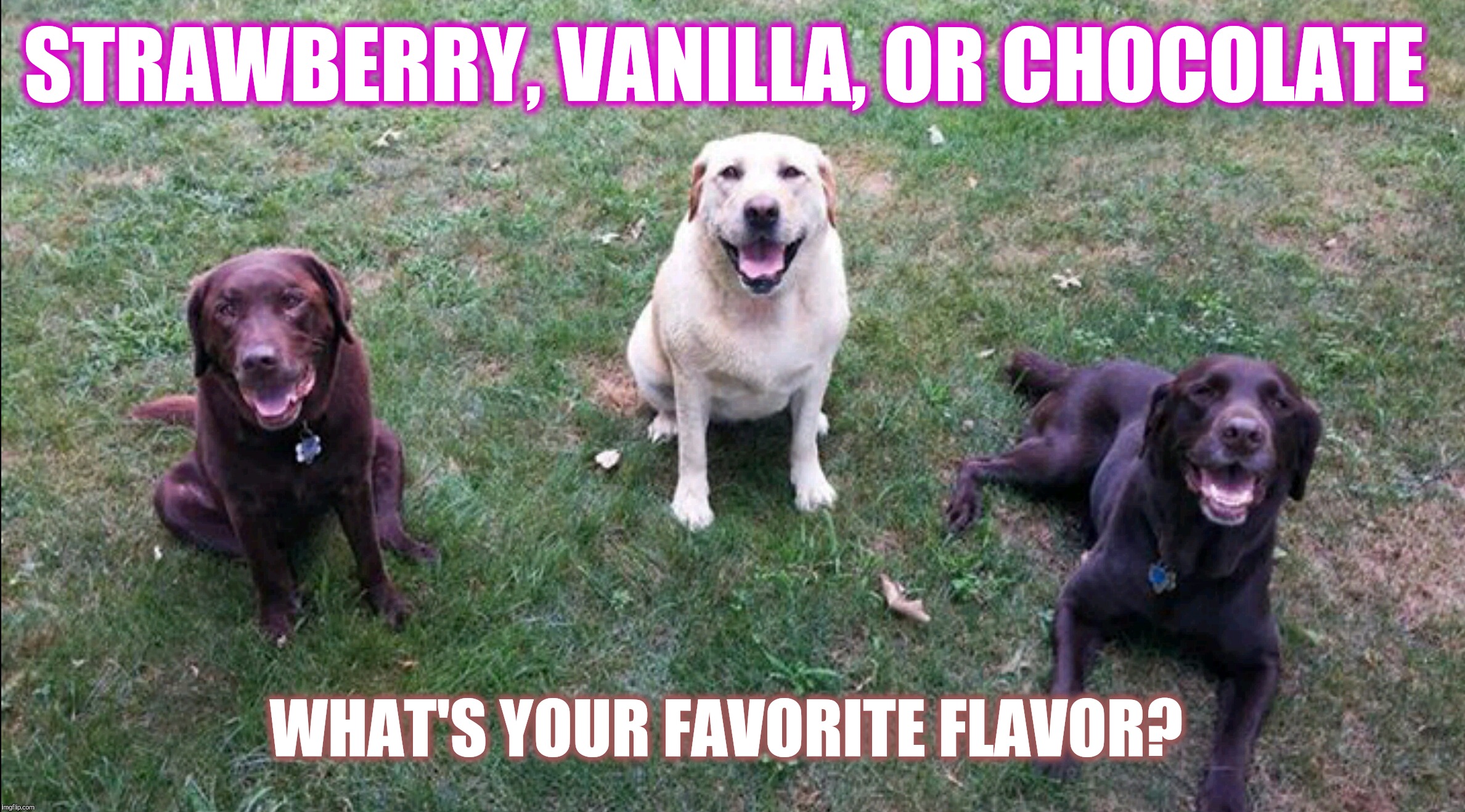 Strawberry, vanilla, or chocolate?  |  STRAWBERRY, VANILLA, OR CHOCOLATE; WHAT'S YOUR FAVORITE FLAVOR? | image tagged in labs,flavor,chuckie the chocolate lab,funny memes,team chuckie,chocolate | made w/ Imgflip meme maker