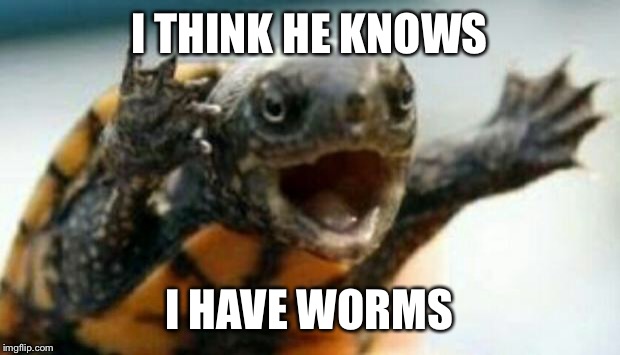 Turtle Say What? | I THINK HE KNOWS; I HAVE WORMS | image tagged in turtle say what | made w/ Imgflip meme maker
