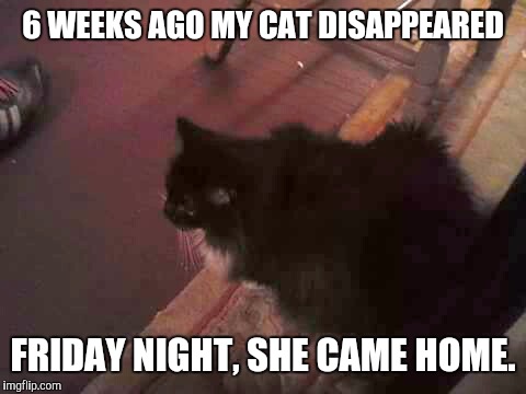 She came home (see story in comments) | 6 WEEKS AGO MY CAT DISAPPEARED; FRIDAY NIGHT, SHE CAME HOME. | image tagged in cat,missing,home | made w/ Imgflip meme maker