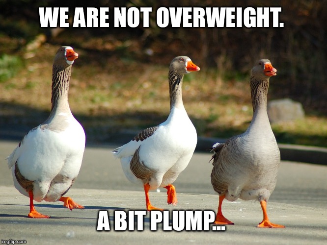 WE ARE NOT OVERWEIGHT. A BIT PLUMP... | made w/ Imgflip meme maker