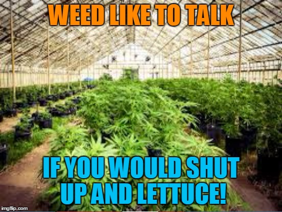 WEED LIKE TO TALK IF YOU WOULD SHUT UP AND LETTUCE! | made w/ Imgflip meme maker