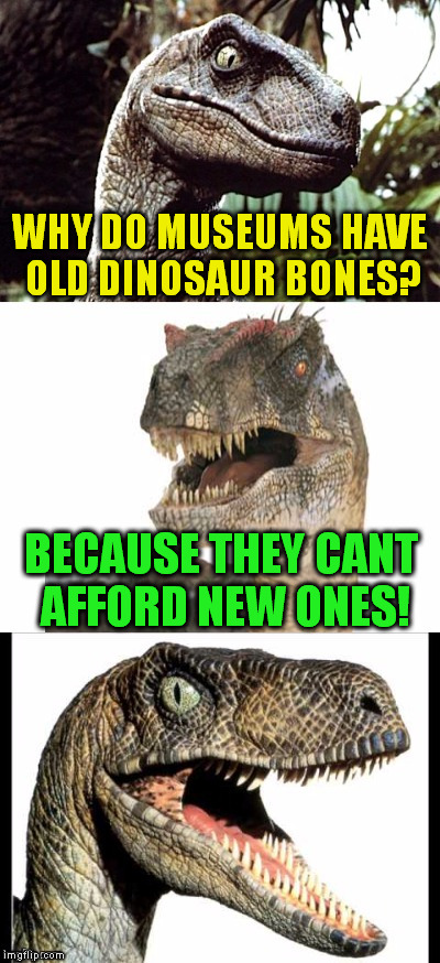 Bad Pun Velociraptor ( A Sewmyeyesshut Template) | WHY DO MUSEUMS HAVE OLD DINOSAUR BONES? BECAUSE THEY CANT AFFORD NEW ONES! | image tagged in bad pun velociraptor,funny meme,jokes,dinosaur,bones,broke | made w/ Imgflip meme maker