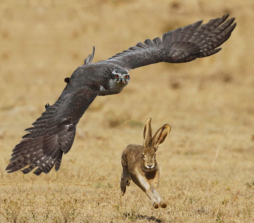 High Quality jackrabbit  Blank Meme Template