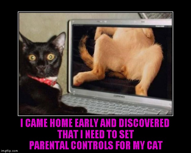 Do you know what your pet is doing when you're at work? | I CAME HOME EARLY AND DISCOVERED THAT I NEED TO SET PARENTAL CONTROLS FOR MY CAT | image tagged in naughty cat,memes,funny,caught in the act,animals,cats | made w/ Imgflip meme maker