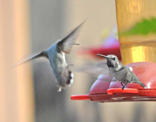 High Quality Hummingbird Blank Meme Template