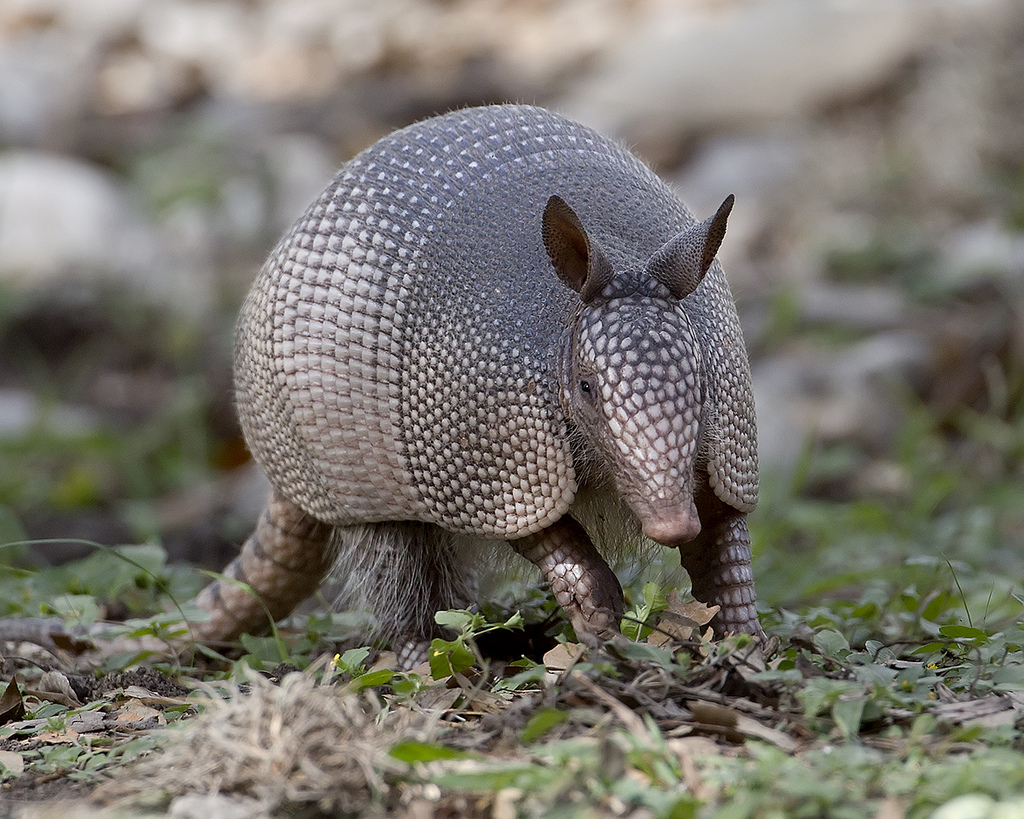 High Quality Armadillo Blank Meme Template