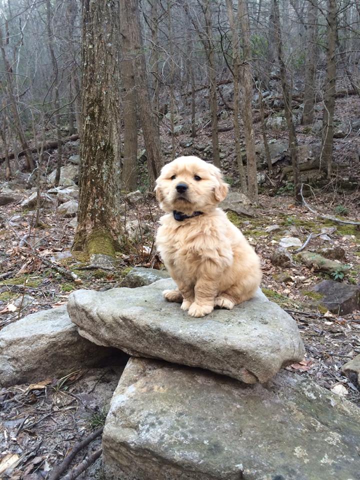 Majestic Golden Retriever Blank Meme Template