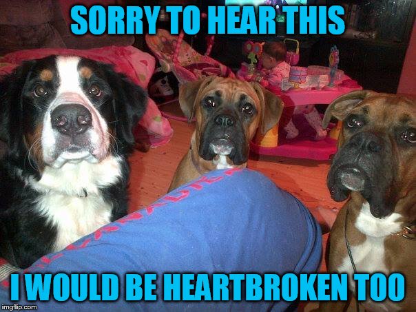 dogs | SORRY TO HEAR THIS I WOULD BE HEARTBROKEN TOO | image tagged in dogs | made w/ Imgflip meme maker