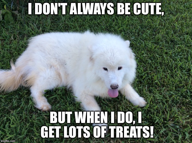 The most interesting dog in the world! | I DON'T ALWAYS BE CUTE, BUT WHEN I DO, I GET LOTS OF TREATS! | image tagged in memes,funny,the most interesting man in the world,dog | made w/ Imgflip meme maker