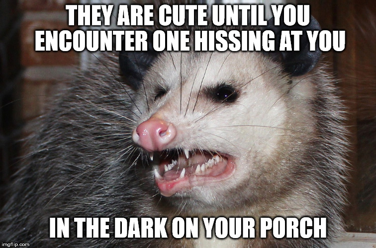 THEY ARE CUTE UNTIL YOU ENCOUNTER ONE HISSING AT YOU IN THE DARK ON YOUR PORCH | made w/ Imgflip meme maker