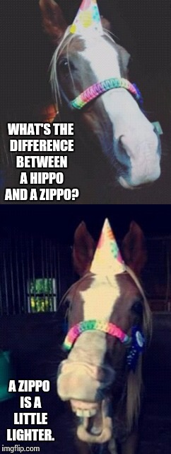 Riot the Horse | WHAT'S THE DIFFERENCE BETWEEN A HIPPO AND A ZIPPO? A ZIPPO IS A LITTLE LIGHTER. | image tagged in horses,jokes | made w/ Imgflip meme maker