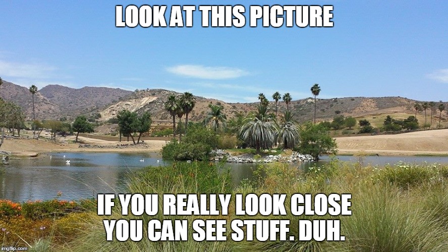 Pretty Pretty Picture | LOOK AT THIS PICTURE; IF YOU REALLY LOOK CLOSE YOU CAN SEE STUFF. DUH. | image tagged in nature | made w/ Imgflip meme maker