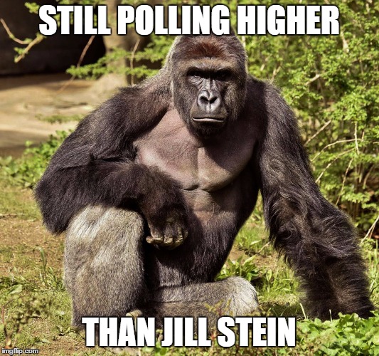 Not Bad For a Corpse. The Ape is Doing Good Too. | STILL POLLING HIGHER; THAN JILL STEIN | image tagged in harambe,jill stein,election 2016 | made w/ Imgflip meme maker