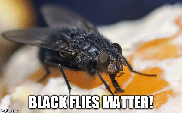 BLACK FLIES MATTER! | image tagged in blm | made w/ Imgflip meme maker