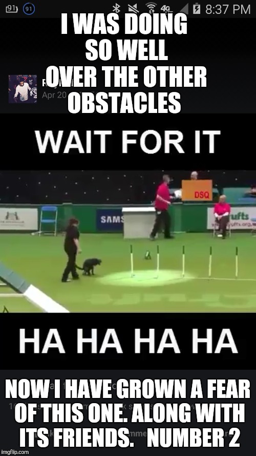 Dog compatition  | I WAS DOING SO WELL OVER THE OTHER OBSTACLES; NOW I HAVE GROWN A FEAR OF THIS ONE. ALONG WITH ITS FRIENDS. 

NUMBER 2 | image tagged in dogs,spotted | made w/ Imgflip meme maker