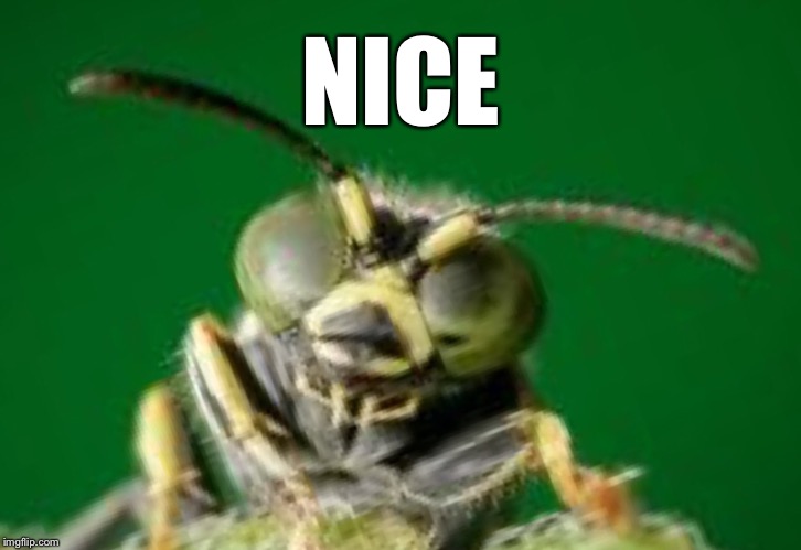 MR GREEN BUG | NICE | image tagged in mr green bug | made w/ Imgflip meme maker