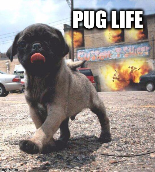 Pug Life!!! | PUG LIFE | image tagged in thug life,pug,memes,funny | made w/ Imgflip meme maker