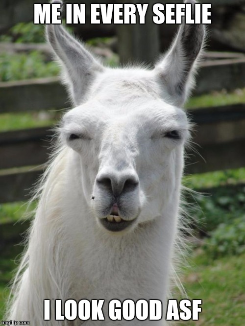 Llama glare | ME IN EVERY SEFLIE; I LOOK GOOD ASF | image tagged in llama glare | made w/ Imgflip meme maker