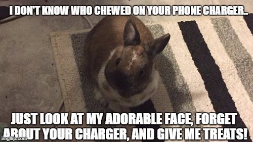 I DON'T KNOW WHO CHEWED ON YOUR PHONE CHARGER.. JUST LOOK AT MY ADORABLE FACE, FORGET ABOUT YOUR CHARGER, AND GIVE ME TREATS! | image tagged in reese | made w/ Imgflip meme maker