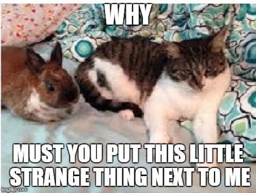 WHY; MUST YOU PUT THIS LITTLE STRANGE THING NEXT TO ME | image tagged in sweetie and reese | made w/ Imgflip meme maker