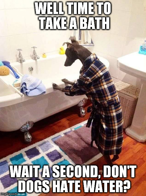Dog Taking a Bath? | WELL TIME TO TAKE A BATH; WAIT A SECOND, DON'T DOGS HATE WATER? | image tagged in funny dogs | made w/ Imgflip meme maker