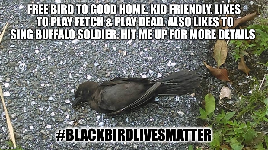#blackbirdlivesmatter | FREE BIRD TO GOOD HOME. KID FRIENDLY. LIKES TO PLAY FETCH & PLAY DEAD. ALSO LIKES TO SING BUFFALO SOLDIER. HIT ME UP FOR MORE DETAILS; #BLACKBIRDLIVESMATTER | image tagged in black bird lives matter,black lives matter,alllivesmatter | made w/ Imgflip meme maker